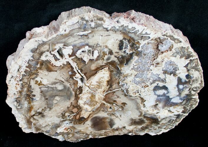 Beautiful Araucaria Petrified Wood Slice - #9588